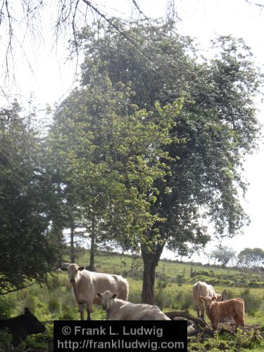 Under the Cow Tree